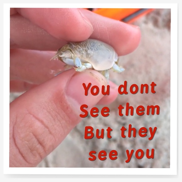 You don’t see them. But they see you. Water Shoes Woman’s. Their habitat - Picture 3 of 15